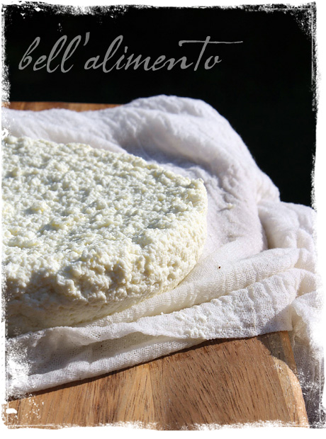 close up of homemade ricotta cheese with cheesecloth around. 