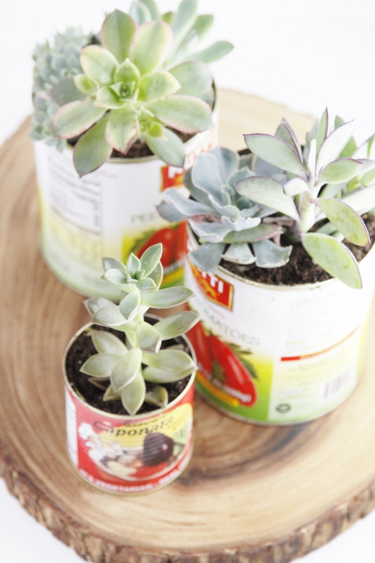 3 tin cans with succulents planted in them sitting on top of a piece of wood. 