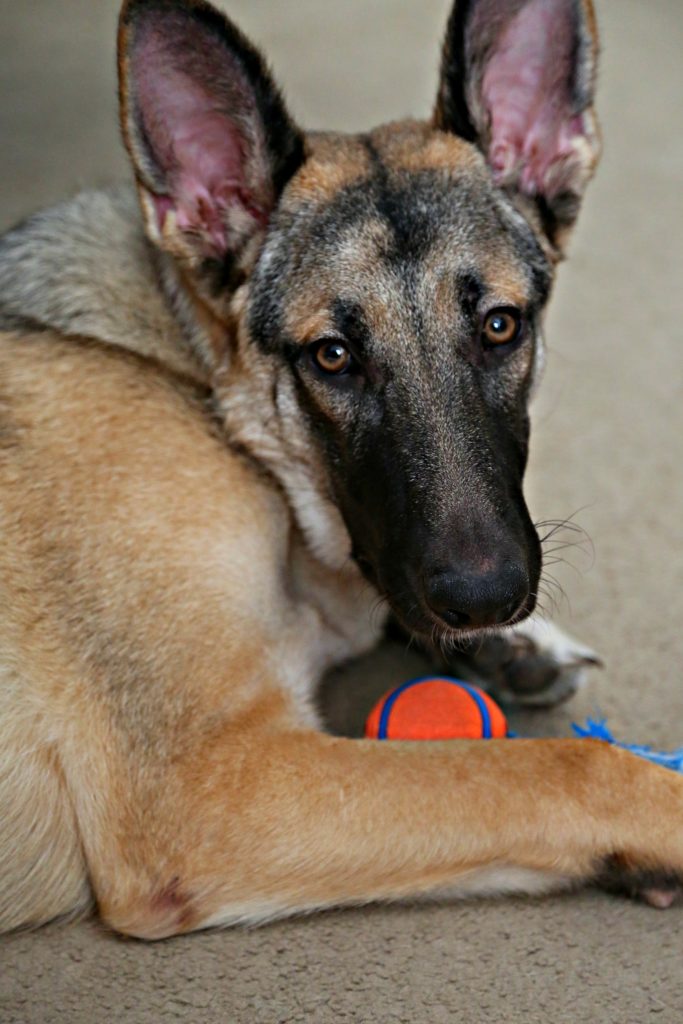 German Shepherd laying down with toy 