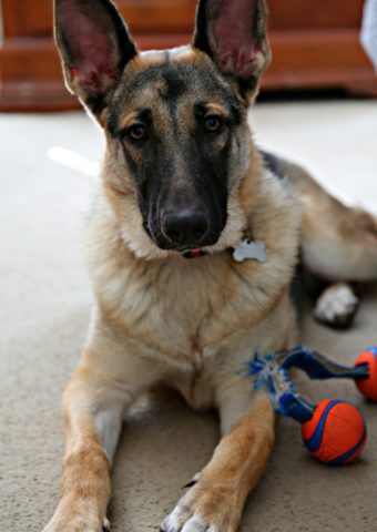 german shepherd laying down with toy