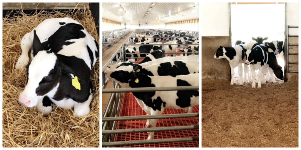 collage of 3 photos of various veal calves